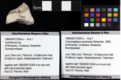 Foto (Objket + Etiketten) von Cyclothyreus sp. 